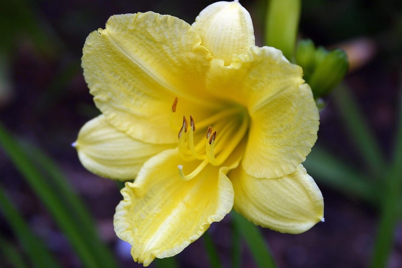Daylilies