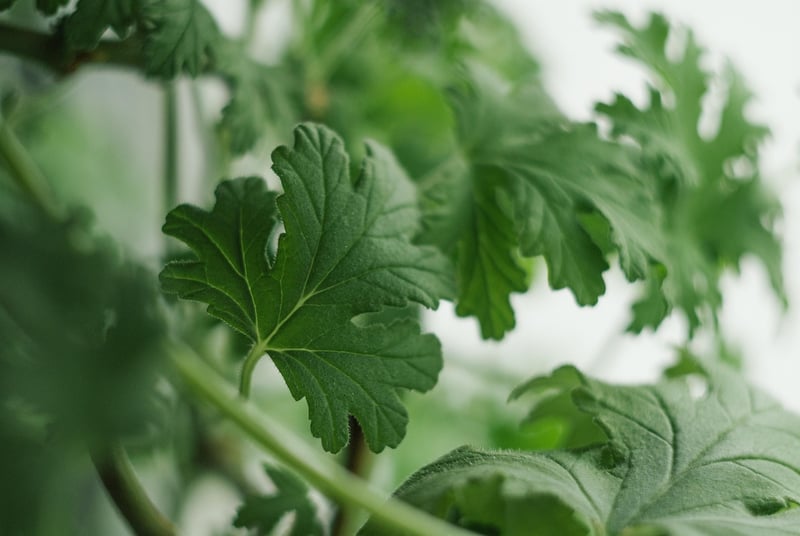 Vertical Gardening