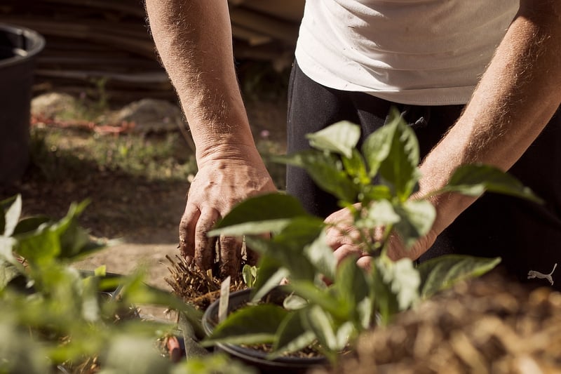 Gardening in Limited Areas
