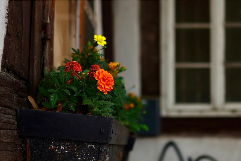 Window Boxes